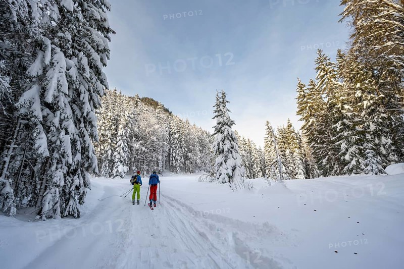 Two ski tourers in a snowy forest, ascent to Simetsberg, Estergebirge, Bavarian Prealps, Bavaria Germany