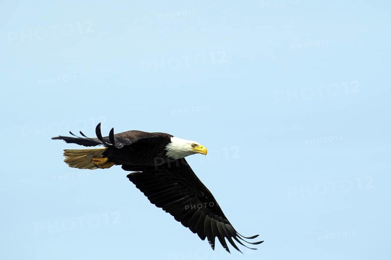 A bald eagle flies dynamically through the blue sky, National Park, Khutzeymateen Grizzly Bear Sanctuary, Prince Rupert, British Columbia, Canada, North America