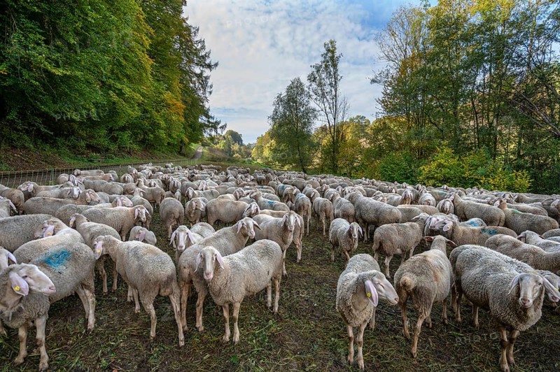 Fenced flock of sheep in a valley in Franconian Switzerland, Upper Franconia, Bavaria, Germany, Europe