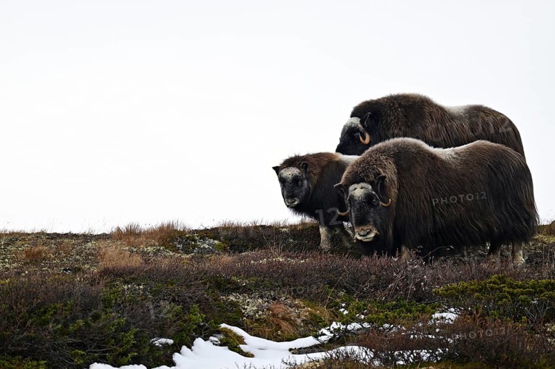 Group of musk oxen (Ovibos moschatus) with young standing in the autumn tundra on a ridge, Dovrefjell-Sunndalsfjella National Park, Norway, Europe