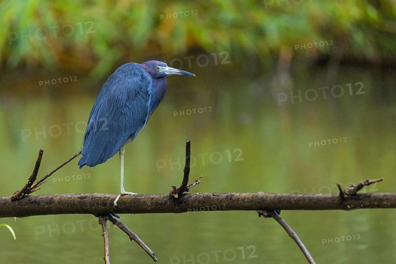 Great Blue Heron (Egretta caerulea), Heron (Ardeidae), Sierpe, Puentarenas, Costa Rica, Central America