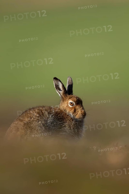 Mountain hare (Lepus timidus) adult animal in its summer coat resting on a hillside, Cairngorm mountains, Scotland, United Kingdom, Europe