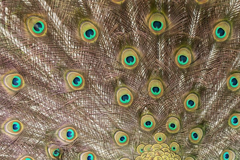 Indian peafowl or Peacock (Pavo cristatus) adult male bird displaying close up of its tail feathers, England, United Kingdom, Europe