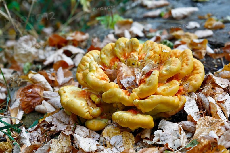 Sulphur polypore (Laetiporus sulphureus), autumn atmosphere in the biosphere reserve, Middle Elbe Biosphere Reserve, Dessau-Roßlau, Saxony-Anhalt, Germany, Europe