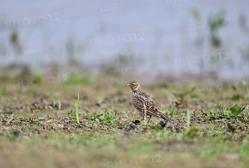 Skylark (Alauda arvensis) in a meadow, Lower Rhine, North Rhine-Westphalia, Germany, Europe