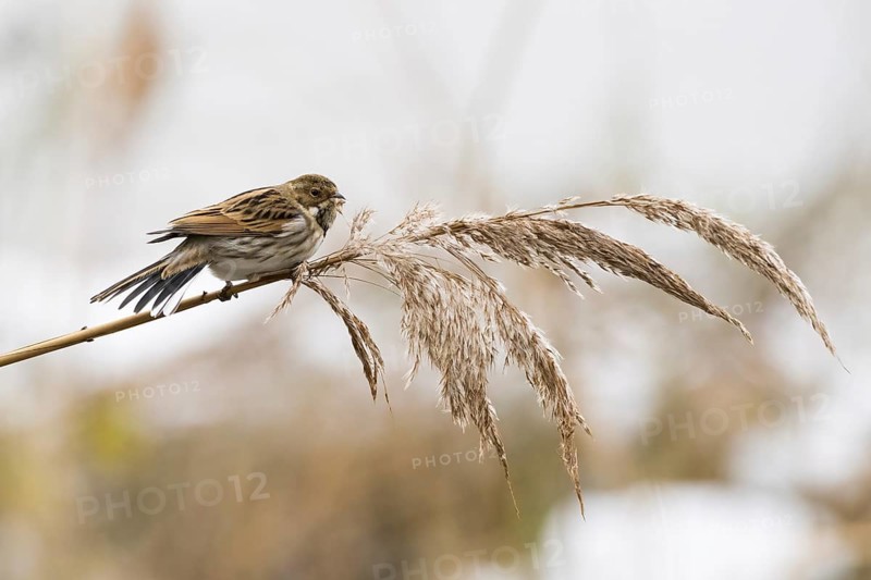 A reed bunting (Emberiza schoeniclus), female, sitting on a reed in a quiet, natural landscape, Hesse, Germany, Europe