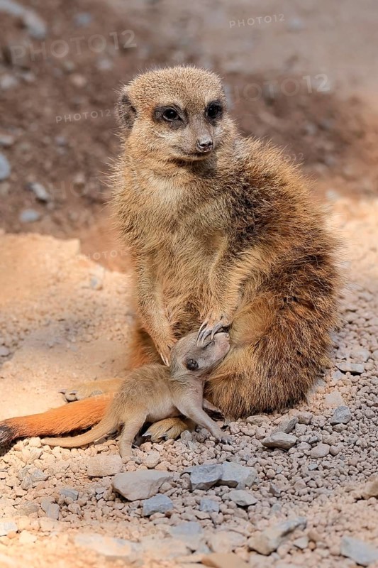 Tiger nut (Suricata suricatta), adult, juvenile, newborn, baby, female, mother with juvenile, social behaviour