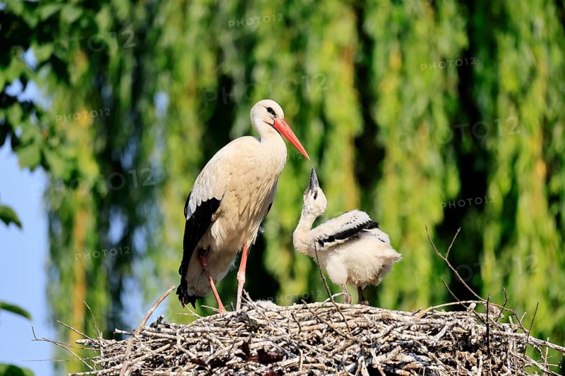 White stork (Ciconia ciconia), adult, juvenile, chick, nest, begging, Heidelberg, Germany, Europe