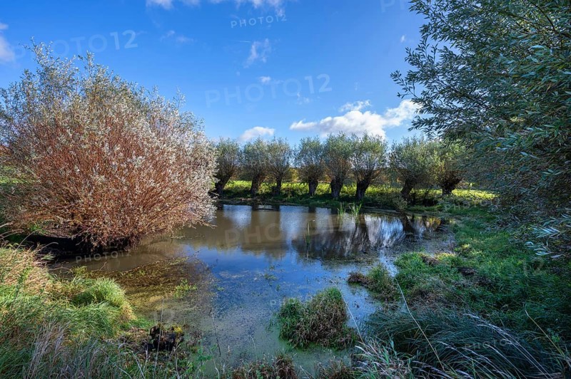 Wicker (Salix viminalis) and silver willow (Salix alba) at a village pond, Othenstof Estate, Mecklenburg-Western Pomerania, Germany, Europe