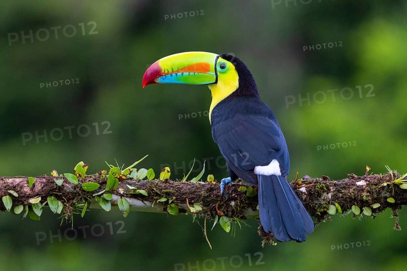 Fishing Toucan (Ramphastos sulfurantus), Toucans (Ramphastidae), Laguna del Lagarto Lodge, Alajuela, Costa Rica, Central America