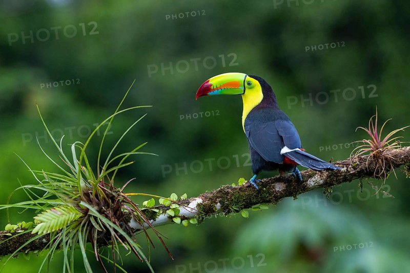 Fishing Toucan (Ramphastos sulfurantus), Toucans (Ramphastidae), Laguna del Lagarto Lodge, Alajuela, Costa Rica, Central America