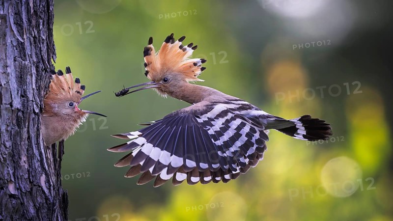 Hoopoe (Upupa epops) Bird of the Year 2022, male with a beetle as food for the young bird, feeding, courtship feeding, erected canopy, golden hour, backlight, sunlight, rising sun, breeding cave, approach, Middle Elbe Biosphere Reserve, Saxony-Anhalt, Germany, Europe
