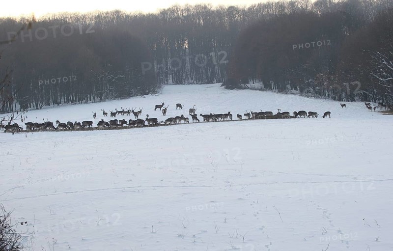 Red deer (Cervus elaphus) Fallow deer (Dama dama) and mouflon (Ovis aries musimon) feeding in the snow, Southern Hungary, Hungary, Europe, Southern Hungary, Hungary, Europe