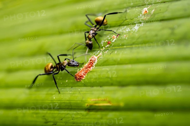 Two ants on a leaf, Corcovado National Park, Osa Peninsula, Puntarena Province, Costa Rica, Central America