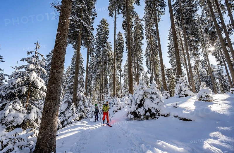 Ski tourers and snowshoe hikers in a snowy winter forest, ascent to the Teufelstättkopf, snow-covered mountain landscape, Ammergau Alps, Bavaria, Germany, Europe