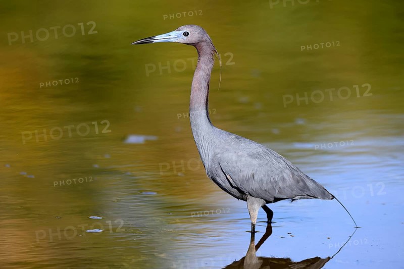 Great Blue Heron (Egretta caerulea), adult, in water, alert, foraging, Merritt Island, Black Point Wildlife Drive, Florida, USA, North America
