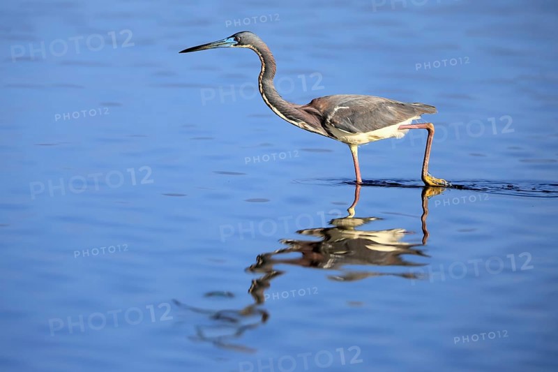 Tricoloured Heron (Egretta tricolor), adult, in the water, foraging, Merritt Island, Black Point Wildlife Drive, Florida, USA, North America