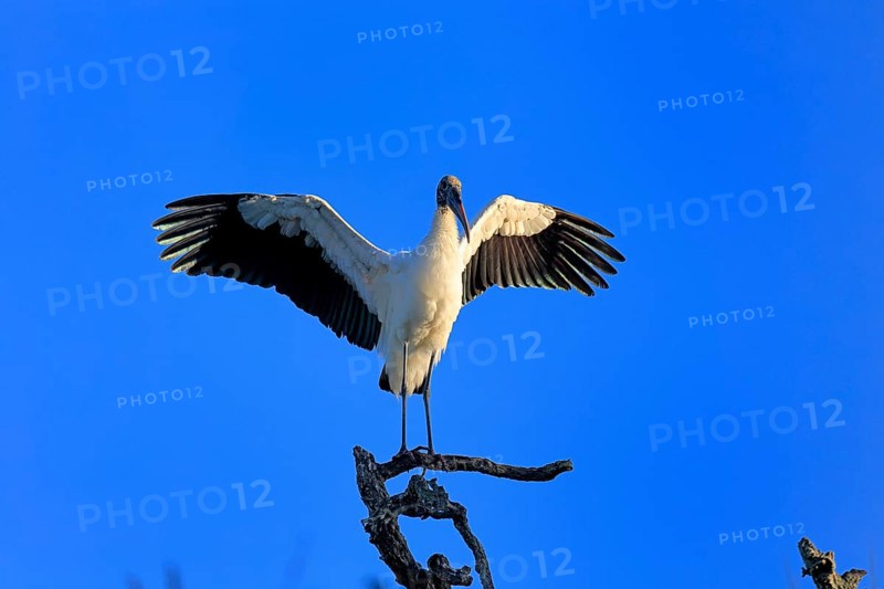 Wood stork (Mycteria americana), adult, on wait, spreading wings, St. Augustine, Florida, USA, North America