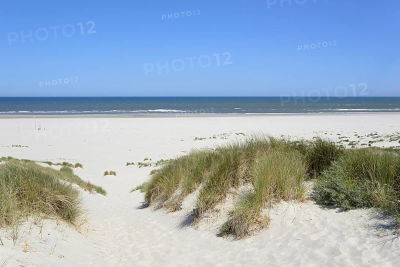View of the foredune landscape with marram grass (Ammophila arenaria), extensive beach, blue sky, Juist, North Sea, East Frisian Islands, Lower Saxony, Germany, Europe