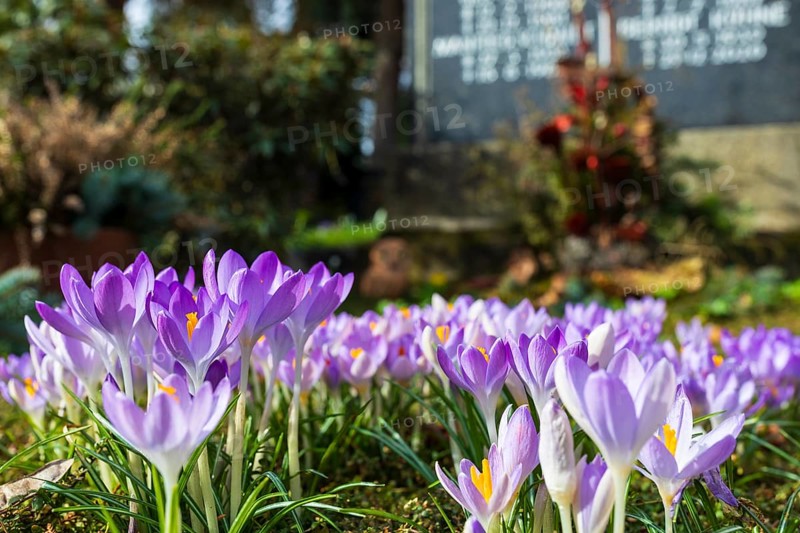 Crocuses (crocus) blooming on a grave, Trinitatisfriedhof Riesa, Saxony, Germany, Europe