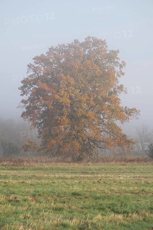English oak (Quercus robur), solitary tree in a meadow, with yellow leaves in autumn, fog, Thuringia, Germany, Europe
