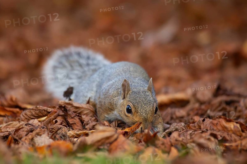 Grey squirrel (Sciurus carolinensis) adult animal searching for food amongst fallen autumn tree leaves, England, United Kingdom, Europe