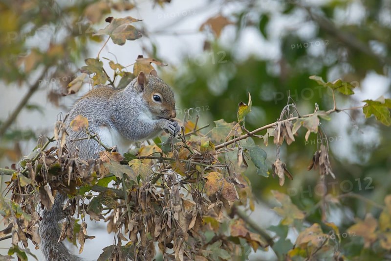 Grey squirrel (Sciurus carolinensis) adult animal feeding on seeds in a Field maple tree in the autumn, England, United Kingdom, Europe