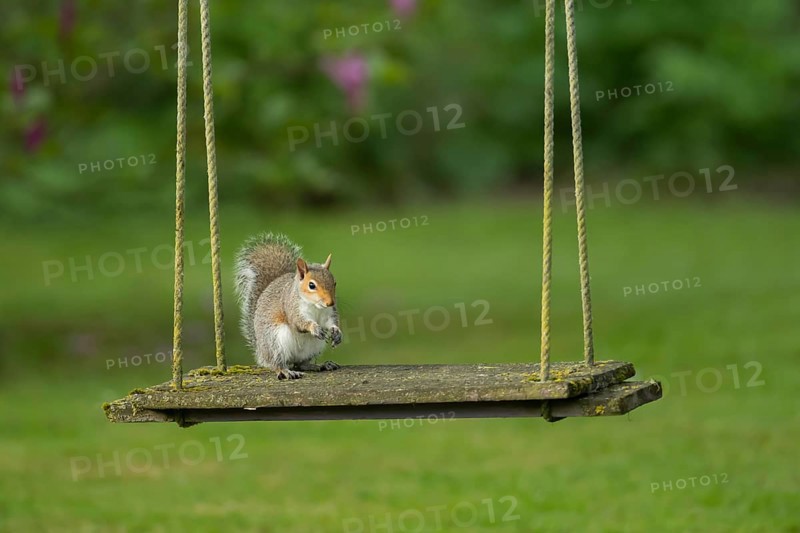 Grey squirrel (Sciurus carolinensis) adult animal on a garden swing, England, United Kingdom, Europe