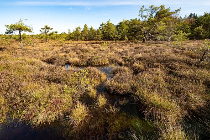 High moor Black Moor, blue sky and white clouds, near Fladungen, Bavarian Rhön Biosphere Reserve, Bavaria