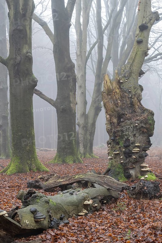 Old copper beeches (Fagus sylvatica) with tinder fungus (Fomes fomentarius) in the fog, Emsland, Lower Saxony, Germany, Europe