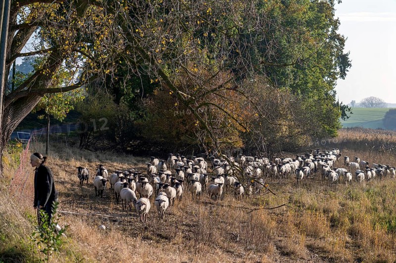 A flock of black-headed sheep (Ovis gmelini aries) follow the young shepherdess to another pasture, Rehna, Mecklenburg-Vorpommern, Germany, Europe