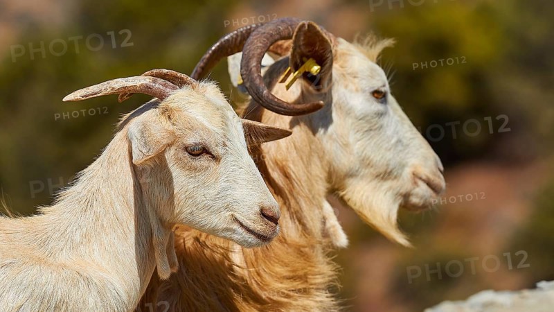 Two goats, white and brown, side by side in nature, goat (s), free-range, central north of the island, mountains, Karpathos, Dodecanese, Greek Islands, Greece, Europe