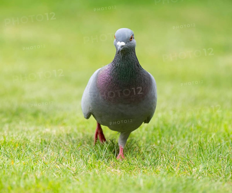 Domestic pigeon (Columba livia domestica) on a lawn, green area in search of food, Lower Saxony, Germany, Europe