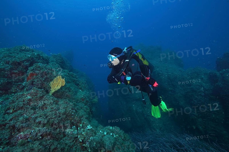 Diver with equipment looking at a solitary yellow gorgonian (Eunicella cavolinii) in an otherwise barren underwater landscape in the Mediterranean near Hyères. Dive site Mèdes, Giens peninsula, Provence Alpes Côte d'Azur, France, Europe