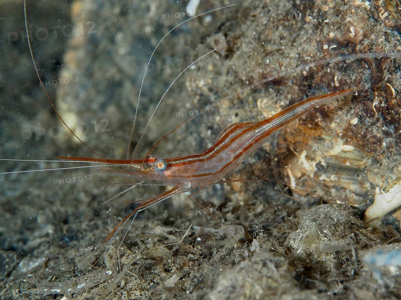A reddish-brown shrimp with long antennae, unicorn shrimp (Plesionika narval), rests on a rock in the Mediterranean near Hyères. Dive site Les Grottes, Giens peninsula, Provence Alpes Côte d'Azur, France, Europe