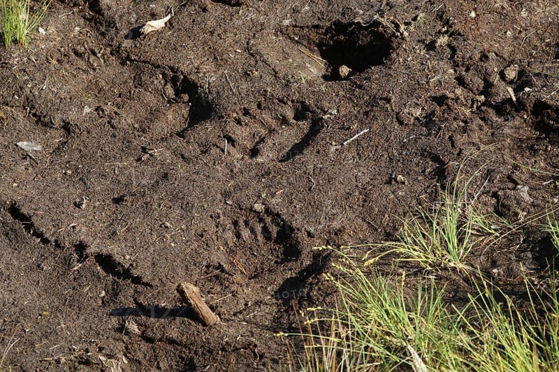 European brown bear (Ursus arctos) paw prints in soft ground, Lapland, Norway, Europe Lapland/Norway, Norway, Europe