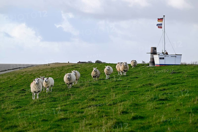 Sheep on a dyke, Pellworm Island, Schleswig-Holstein Wadden Sea National Park, North Frisia, Germany, Europe