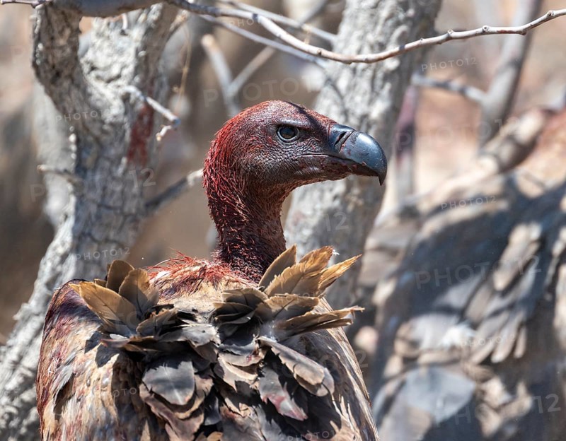 White-backed vulture (Gyps africanus) with bloody head, animal portrait, at the carcass of a dead plains zebra (Equus quagga), Etosha National Park, Namibia, Africa