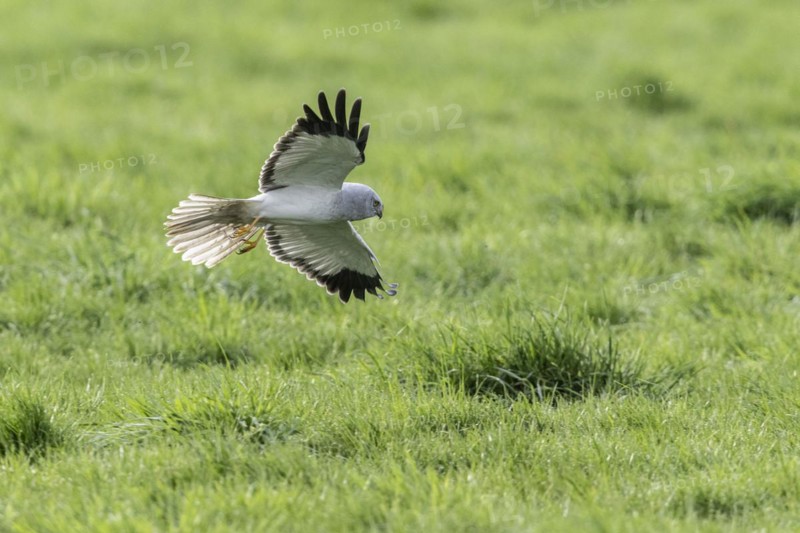 Hen harrier (Circus cyaneus), Emsland, Lower Saxony, Germany, Europe