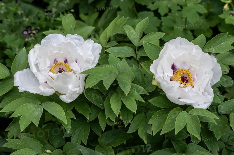 Shrub peony (Paeonia suffruticosa Dojean), Emsland, Lower Saxony, Germany, Europe