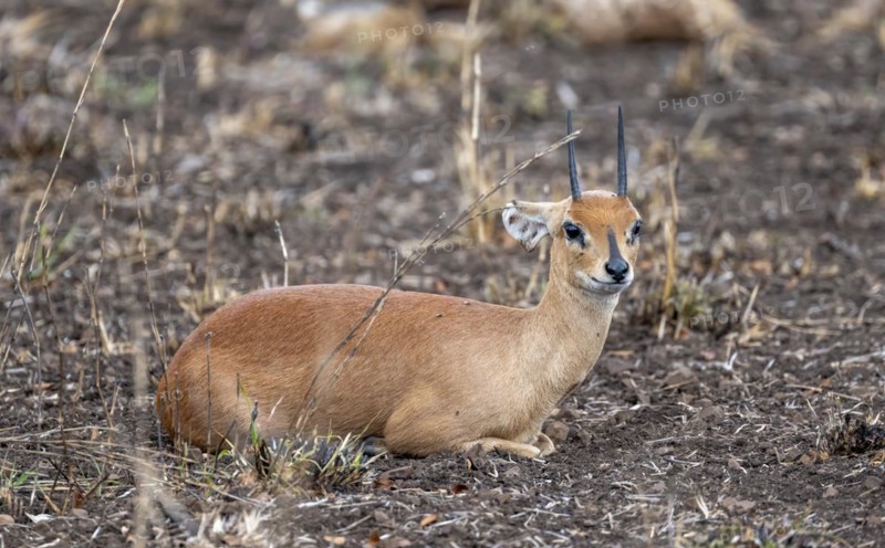 Steenbok (Raphicerus campestris), sitting, adult male, Kruger National Park, South Africa, Africa