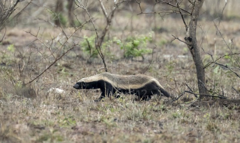 Honey badger (Mellivora capensis), Kruger National Park, South Africa, Africa
