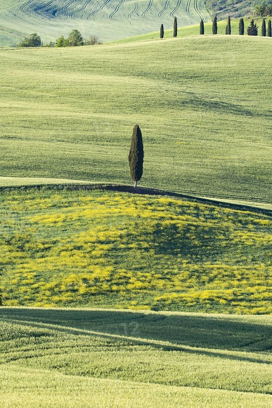 Landscape at sunrise around Pienza, Val d'Orcia, Orcia Valley, UNESCO World Heritage Site, Province of Siena, Tuscany, Italy, Europe