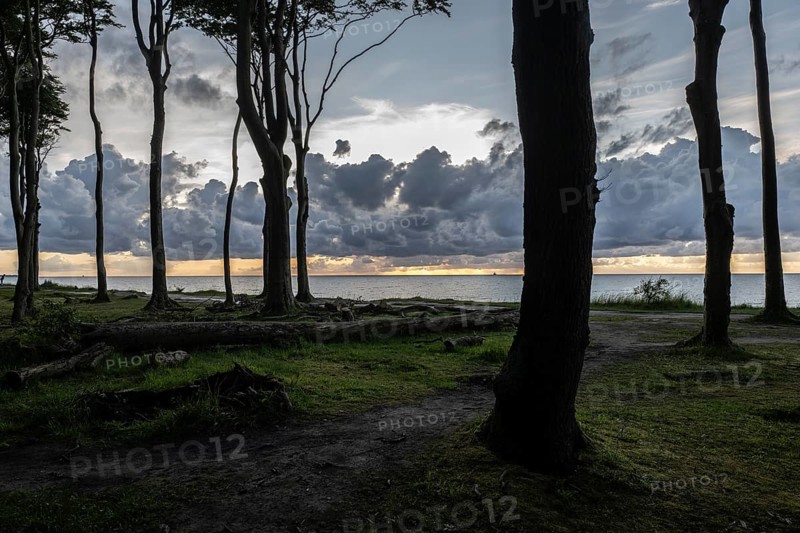 Beech forest (Fagus sylvatica), Ghost Forest Nienhagen, Mecklenburg-Western Pomerania, Germany, Europe