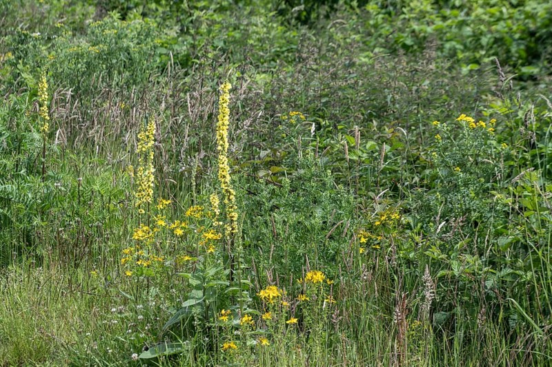 Dark mullein (Verbascum nigrum), Emsland, Lower Saxony, Germany, Europe