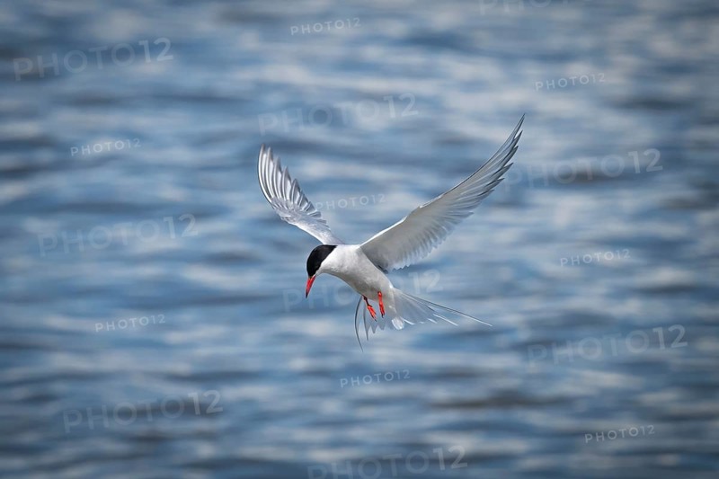 Arctic Arctic Tern (Sterna paradisea) in flight, Wadden Sea, North Frisia, Schleswig-Holstein, Germany, Europe