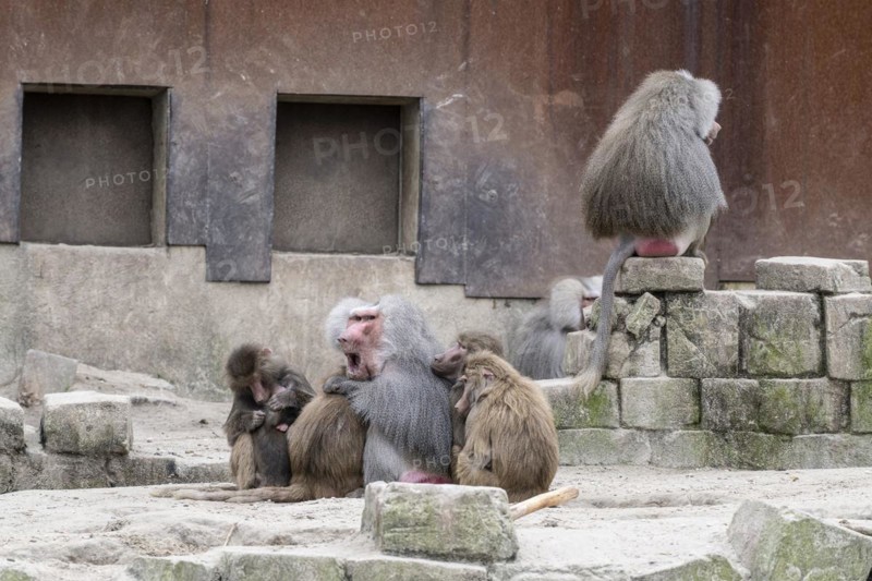 Hamadryas baboons (Papio hamadryas), Emmen Zoo, Netherlands