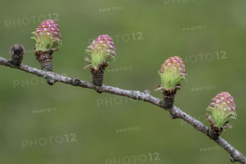 Larch (Larix decidua), female flowers, Emsland, Lower Saxony, Germany, Europe