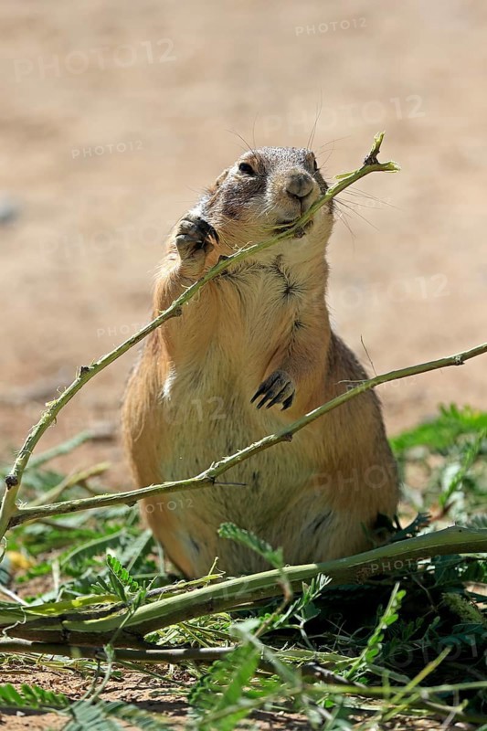 Black-tailed prairie dog (Cynomys ludovicianus), adult, feeding, foraging, Sonoran Desert, Arizona, North America, USA, North America