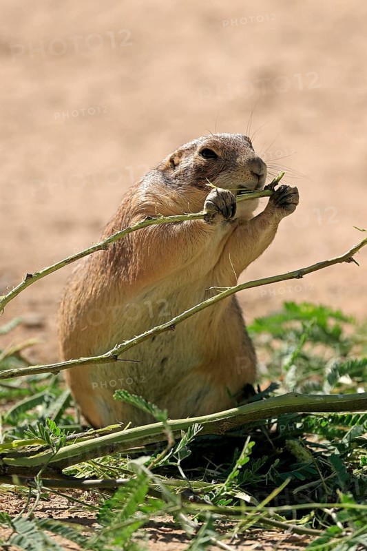 Black-tailed prairie dog (Cynomys ludovicianus), adult, feeding, foraging, Sonoran Desert, Arizona, North America, USA, North America